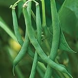 Burpee Blue Lake 47 Bush Bean Seeds 8 ounces of seed Photo, bestseller 2024-2023 new, best price $10.89 review