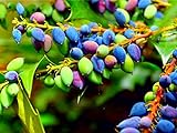 20 Oregon Grape Seeds for Planting - Stunning Ornamental Fruit Bearing Plant - Berberis bealei, Barberry, Leatherleaf Mahonia Photo, bestseller 2024-2023 new, best price $8.98 ($0.45 / Count) review