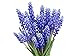 Photo Muscari Armeniacum - 15 Grape Hyacinth Bulbs - Top Size 9/10 cm new bestseller 2024-2023