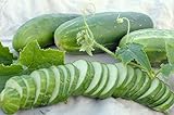 Ashley Slicing Cucumber Seeds, 50 Heirloom Seeds Per Packet, Non GMO Seeds, Botanical Name: Cucumis sativus, Isla's Garden Seeds Photo, bestseller 2024-2023 new, best price $5.99 ($0.12 / Count) review