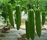 20 Bitter Melon Seed(s)-ASFP Green Skin Bitter Gourd Ku Gua 青皮苦瓜, Can Grow in Pot or Tray Photo, bestseller 2024-2023 new, best price $16.22 review