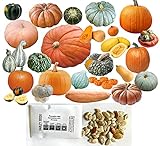 HARLEY SEEDS - Mixed!!! 50+ Pumpkin and Winter Squash Mix Seeds Non-GMO 25 Varieties Delicious Grown in USA. Rare, Super Profilic and Delicious! Photo, bestseller 2024-2023 new, best price $9.85 ($0.20 / Count) review