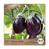 BIO Aubergine Samen Sorte Black Beauty (Solanum melongena) Gemüsesamen Eierfrucht Saatgut Foto, Bestseller 2024-2023 neu, bester Preis 3,29 € Rezension