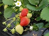 Everbearing Strawberry Seeds 200PCS Non-GMO Photo, bestseller 2024-2023 new, best price $8.99 ($0.04 / Count) review