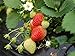 Photo Everbearing Strawberry Seeds 200PCS Non-GMO new bestseller 2024-2023