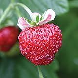 Burpee Mignonette Strawberry Seeds 125 seeds Photo, bestseller 2024-2023 new, best price $7.27 ($0.06 / Count) review