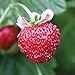 Photo Burpee Mignonette Strawberry Seeds 125 seeds new bestseller 2023-2022