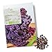 Foto BIO Grünkohl Samen (Redbor) - Grünkohl Saatgut aus biologischem Anbau ideal für die Anzucht im Garten, Balkon oder Terrasse neu Bestseller 2024-2023