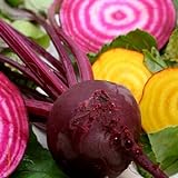 Beets - Gourmet Mix of Beet Seeds ► Non-GMO Red & Yellow Beet Seeds (100+ Seeds) ◄ by PowerGrow Systems Photo, bestseller 2024-2023 new, best price $1.99 review
