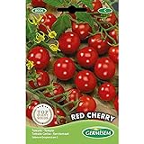 Germisem Red Cherry Semillas de Tomate 1 g (EC8004) Foto, éxito de ventas 2024-2023 nuevo, mejor precio 2,45 € revisión