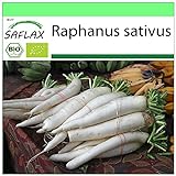 SAFLAX - BIO - Rettich - Japanischer Daikon - 100 Samen - Raphanus sativus Foto, Bestseller 2024-2023 neu, bester Preis 3,95 € Rezension
