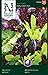 Foto Salat Samen Mix Baby Leaf - Nelson Garden Gemüse Saatgut - Pflücksalat Samen (1120 Stück) (Salat, Baby Leaf mix, Einzelpackung) neu Bestseller 2022-2021