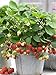 Photo 100+ Wild Strawberry Strawberries Seeds Fragaria Vesca Edible Garden Fruit Heirloom Non-GMO new bestseller 2024-2023