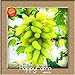 Foto Best-Selling100 PCS/Pack 12 Arten von Traubenkernen Advanced Fruit Seed Natural Growth Trauben Sweet Kyoho Gardening, 6T7EXB 5 neu Bestseller 2023-2022