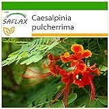 SAFLAX - Pequeño flamboyan - 10 semillas - Con sustrato estéril para cultivo - Caesalpinia pulcherrima Foto, éxito de ventas 2024-2023 nuevo, mejor precio 4,45 € revisión