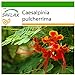 Foto SAFLAX - Pequeño flamboyan - 10 semillas - Con sustrato estéril para cultivo - Caesalpinia pulcherrima nuevo éxito de ventas 2024-2023