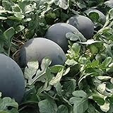 30Pcs Black Diamond Watermelon Seeds Non GMO Seeds Fruit Seed ,for Growing Seeds in The Garden or Home Vegetable Garden Photo, bestseller 2024-2023 new, best price $6.99 review