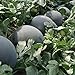 Photo 30Pcs Black Diamond Watermelon Seeds Non GMO Seeds Fruit Seed ,for Growing Seeds in The Garden or Home Vegetable Garden new bestseller 2023-2022
