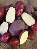 Seed Potato, Red Lasoda, (5 Lbs.), Certified Minnesota Grown Red Lasoda Photo, bestseller 2024-2023 new, best price $8.95 ($0.11 / Ounce) review