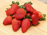 200 Seeds Strawberry Seeds Non-GMO Fruit Seeds Organic Garden Photo, bestseller 2024-2023 new, best price $10.49 ($148.79 / Ounce) review