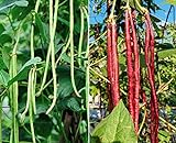 60 Heirloom Red&Green Long Bean Seeds - Long Asparagus Bean Noodle Pole Bean Garden Vegetable Seeds - Green and Red Fresh Chinese Vegetable Seeds for Planting Outside or Yard Photo, bestseller 2024-2023 new, best price $7.99 review