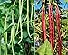 Photo 60 Heirloom Red&Green Long Bean Seeds - Long Asparagus Bean Noodle Pole Bean Garden Vegetable Seeds - Green and Red Fresh Chinese Vegetable Seeds for Planting Outside or Yard new bestseller 2023-2022