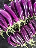 Eggplant Seeds for Planting | 250 Long Purple Eggplant Seeds to Plant Home Outdoor Garden | Heirloom & Non-GMO Vegetable Seeds | Buy in Bulk (1 Pack) Photo, bestseller 2024-2023 new, best price $6.95 review