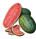 Burpee Mama's Girl Watermelon Seeds 25 seeds Photo, bestseller 2024-2023 new, best price $9.11 review