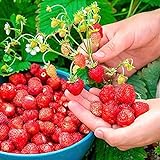 SeedsUP - 100+ Alpine Strawberry Baron Solemacher Everbearing - Fruit Red Photo, bestseller 2024-2023 new, best price $8.93 ($0.09 / Count) review