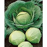 David's Garden Seeds Cabbage Dutch Early Round 2358 (Green) 50 Non-GMO, Heirloom Seeds Photo, bestseller 2024-2023 new, best price $3.95 review