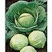 Photo David's Garden Seeds Cabbage Dutch Early Round 2358 (Green) 50 Non-GMO, Heirloom Seeds new bestseller 2024-2023