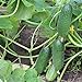 Photo 200+ Cucumber Seeds for Planting, Non-GMO, Premium Heirloom Seeds new bestseller 2024-2023