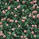 Strawberry Clover - 1 LB ~270,000 Seeds - Hay, Silage, Green Manure or Farm & Garden Cover Crops - Attracts Pollinators Photo, bestseller 2024-2023 new, best price $20.18 ($1.26 / Ounce) review
