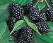 Photo Redeo 2 Chester Thornless BlackBerry Plants, Organically Grown, Best in Zone 5-9. new bestseller 2024-2023