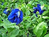 30 Seeds Thai Butterfly Pea Seeds Photo, bestseller 2024-2023 new, best price $15.00 ($0.50 / Count) review