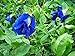 Photo 30 Seeds Thai Butterfly Pea Seeds new bestseller 2024-2023
