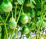 100+ Thai Eggplant Seeds for Planting - Round Eggplant is Ornamental and Tasty Photo, bestseller 2024-2023 new, best price $8.96 ($0.09 / Count) review