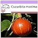 Foto SAFLAX - Calabaza Hokkaido - 10 semillas - Cucurbita maxima nuevo éxito de ventas 2024-2023