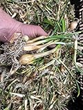 Onion Bulbs for Spring Planting - Walla Walla Onion Sets of 30 Pcs Yellow Onion Bulbs for Planting 2022 - Sweet Onion Plants for Spring Onion Seeds - Organic Onion Bulbs for Planting Harvest in 90 Day Photo, bestseller 2024-2023 new, best price $15.98 ($0.53 / Count) review