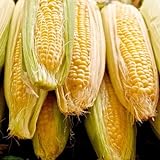 Sugar Buns Sweet Yellow Corn, 75 Heirloom Seeds Per Packet, (Isla's Garden Seeds), 90% Germination Rates, Non GMO Seeds, Botanical Name: Zea mays Photo, bestseller 2024-2023 new, best price $6.75 ($0.09 / Count) review
