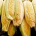 Photo Sugar Buns Sweet Yellow Corn, 75 Heirloom Seeds Per Packet, (Isla's Garden Seeds), 90% Germination Rates, Non GMO Seeds, Botanical Name: Zea mays new bestseller 2024-2023