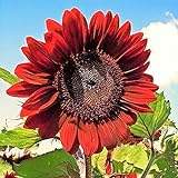 RattleFree Velvet Queen Sunflower Seeds for Planting | Heirloom | Non-GMO | 50 Sunflower Seeds per Planting Packet | Fresh Garden Seeds Photo, bestseller 2024-2023 new, best price $7.95 ($0.16 / Count) review