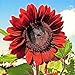 Photo RattleFree Velvet Queen Sunflower Seeds for Planting | Heirloom | Non-GMO | 50 Sunflower Seeds per Planting Packet | Fresh Garden Seeds new bestseller 2024-2023
