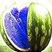 Foto 100 unidades de semillas de sandía multicolores, fruta dulce de jardín para plantar jardín al aire libre Azul Semillas de sandía nuevo éxito de ventas 2024-2023