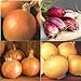 Photo David's Garden Seeds Collection Set Onion Long-Day 9332 (Multi) 4 Varieties 800 Non-GMO, Open Pollinated Seeds new bestseller 2024-2023