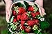Photo Albion Everbearing Strawberry Bare Roots Plants, 25 per Pack, Hardy Plants Non GMO… new bestseller 2023-2022