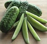 National Pickling Cucumber, 75 Heirloom Seeds Per Packet, Non GMO Seeds, Botanical Name: Cucumis sativus, Isla's Garden Seeds Photo, bestseller 2024-2023 new, best price $5.98 ($0.08 / Count) review