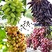 Foto Blumensamen Pflanzensamen 100Pcs/Bag Traubenkerne starke Vitalität natürliche umweltfreundliche Georgic Grape Fruit Seeds für Obstgarten - Traubenkerne neu Bestseller 2024-2023