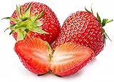 Strawberry Seeds for Planting in Your Indoor or Outdoor Garden: Non-GMO,Non-Hybrid,Heirloom and Organic (100PCS) Photo, bestseller 2024-2023 new, best price $9.95 review