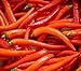 Foto Hot Chili Pfeffer Cayenne - Pepper - 20 Samen neu Bestseller 2023-2022